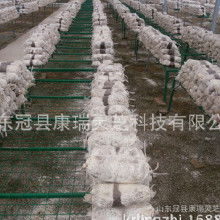 食用菌菌種產(chǎn)業(yè)鏈探析 加工價(jià)格、批發(fā)市場、廠家與進(jìn)出口貿(mào)易