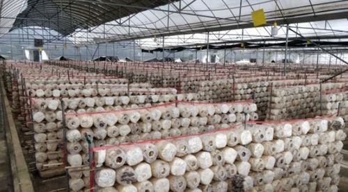 水城奇跡 一座菌種場與億元級的食用菌產(chǎn)業(yè)崛起