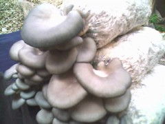 河北菌種供應(yīng)與食用菌技術(shù)培訓(xùn)及進(jìn)出口服務(wù)全解析