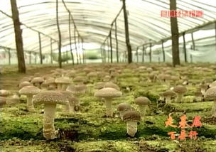 2015年河北進(jìn)出口食品平穩(wěn)增長，食用菌菌種貿(mào)易表現(xiàn)亮眼